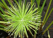 Researchers Look at Cyperus as an Olive Oil Substitute researchers-look-at-cyperus-as-an-olive-oil-substitute