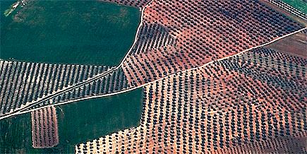 More Organic Olive Groves in Andalusia more-organic-olive-groves-in-andalusia