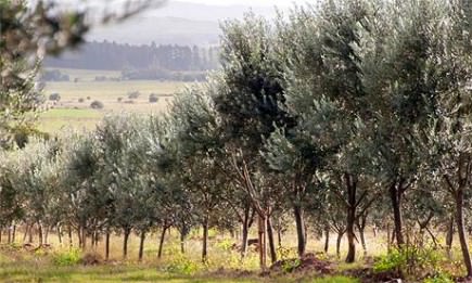 Quality is Key for Uruguay’s Growing Olive Oil Sector quality-is-key-for-uruguays-growing-olive-oil-sector