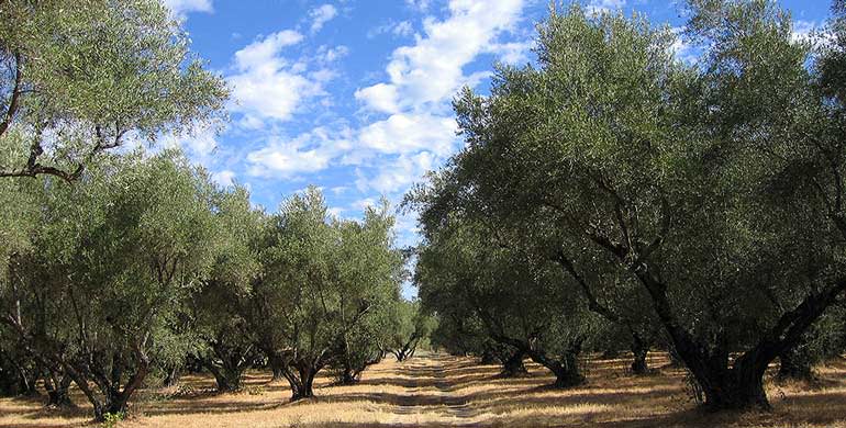 Berkeley Olive Grove EVOO Packs a Punch berkeley-olive-grove-evoo-packs-a-punch