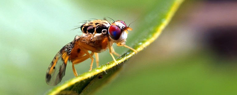 Oxitec Still Pursuing Trial Release of GM Olive Flies in Spain oxitec-still-pursuing-trial-release-of-gm-olive-flies-in-spain