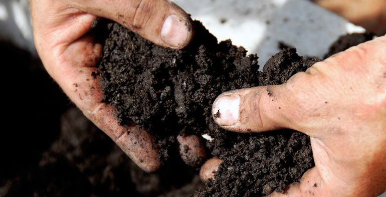 Soil May Have Most Impact on Certain Olive Oil Phytosterol Levels soil-may-have-most-impact-on-certain-olive-oil-phytosterol-levels
