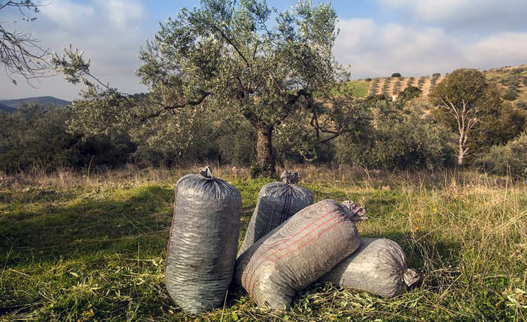 Half the Spanish Olive Oil This Year, Twice the Greek as Prices Climb half-the-spanish-olive-oil-this-year-twice-the-greek-as-prices-climb