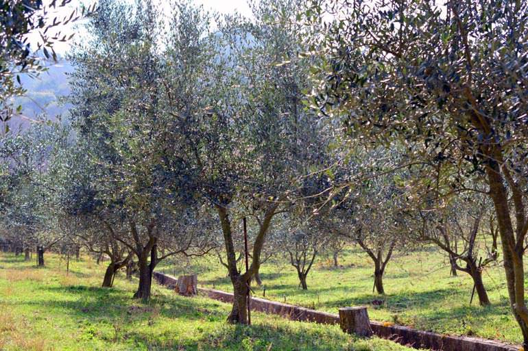 An Olive Oil from Japan Wins Top Award an-olive-oil-from-japan-wins-top-award