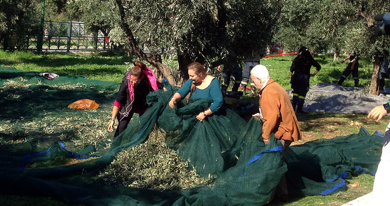 In Greece, Volunteers Provide Olive Oil for Families in Need in-greece-volunteers-provide-olive-oil-for-families-in-need