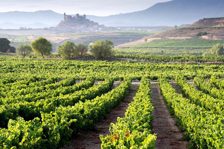Spanish Wine Country Celebrates its Olive Oil spanish-wine-country-celebrates-its-olive-oil