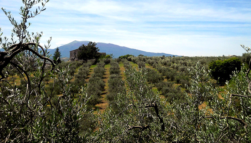 5th Edition of 'Extrascape' Celebrates Olive Landscapes 5th-edition-of-extrascape-celebrates-olive-landscapes