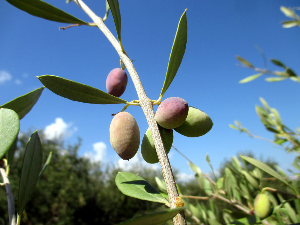 Greek Farmers Expect Lower Yields as Harvest Nears greek-farmers-expect-lower-yields-as-harvest-nears