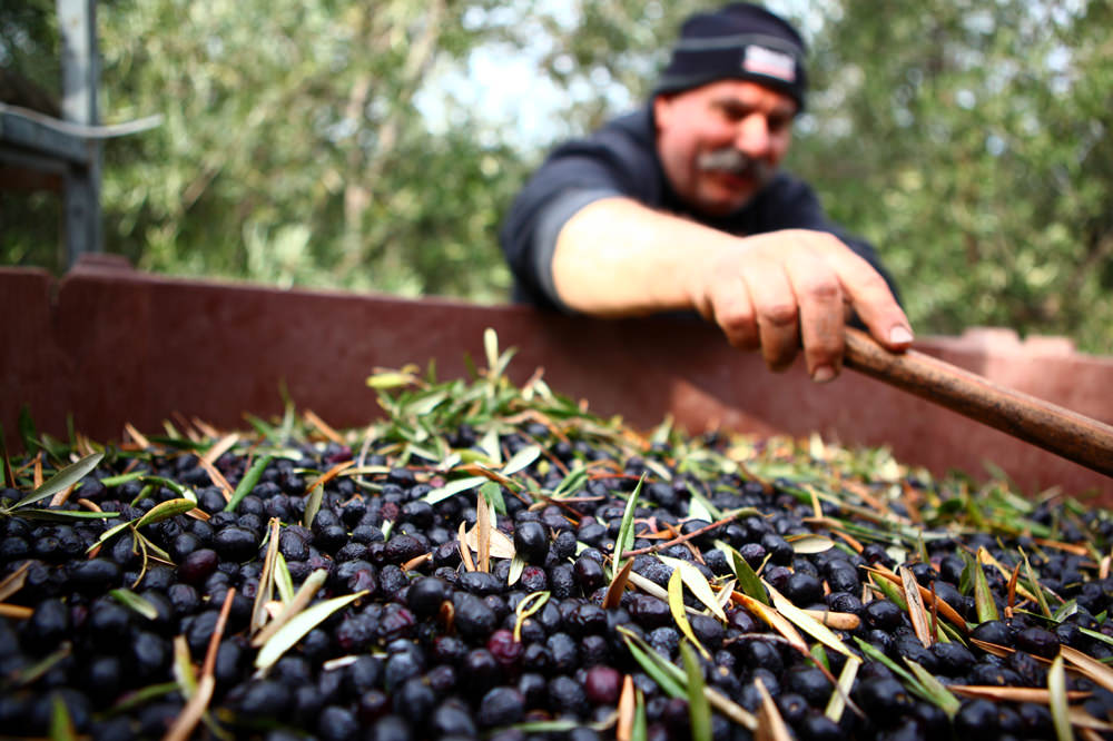 From Golan Heights, Olive Farmer Sees New Markets for His Skincare Line from-golan-heights-olive-farmer-sees-new-markets-for-his-skincare-line