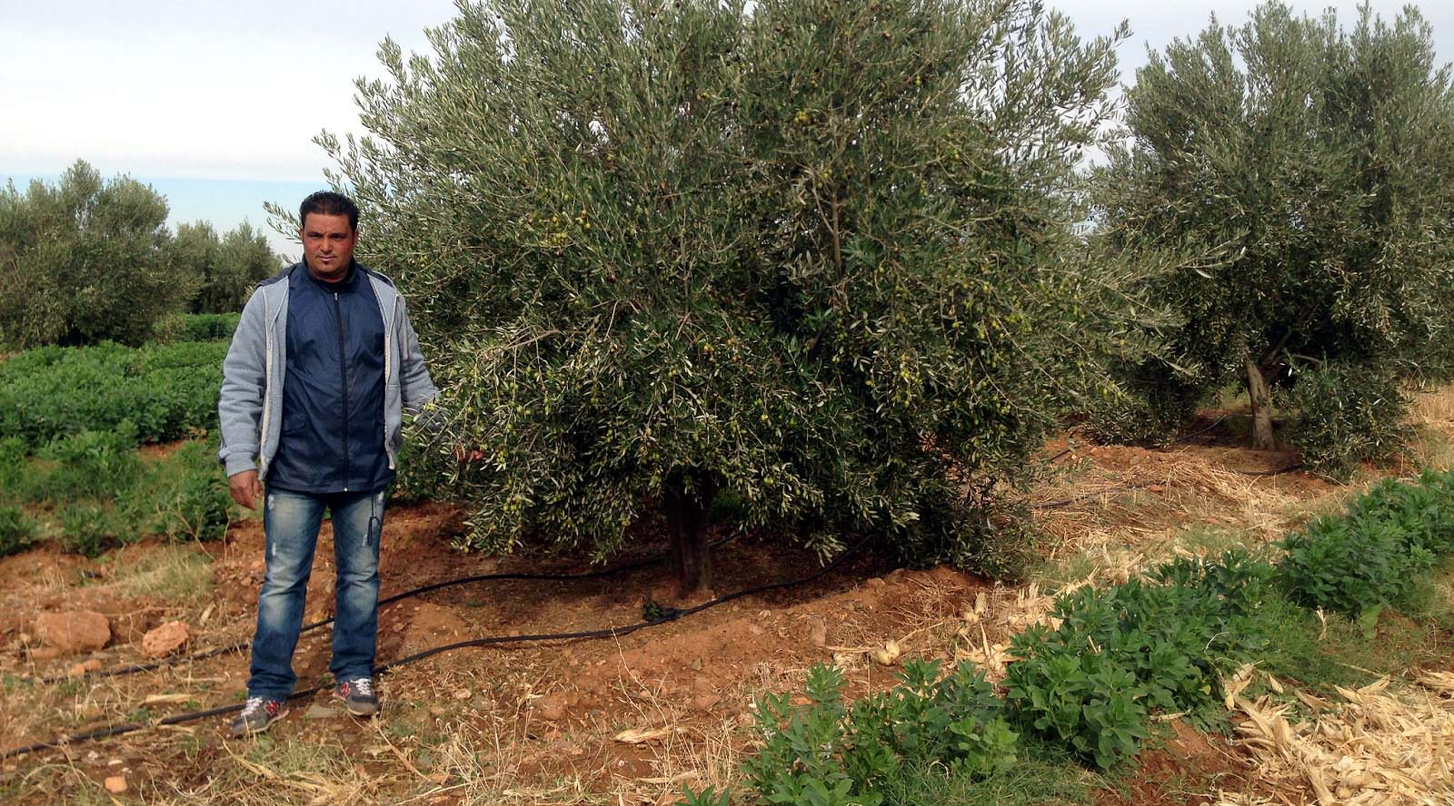 Moroccan Farmers Combat Climate Change With Olive Trees and Innovation moroccan-farmers-combat-climate-change-with-olive-trees-and-innovation