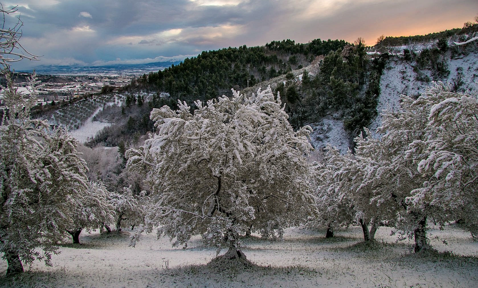 How Cold Temperatures Can Help Olive Production how-cold-temperatures-can-help-olive-production