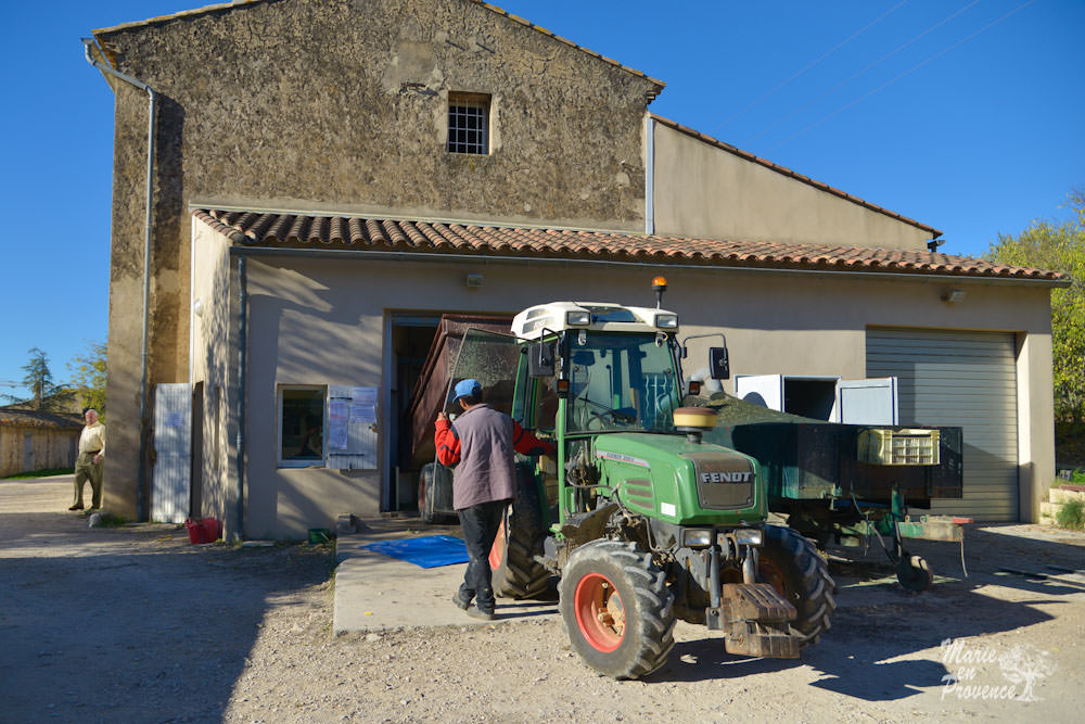 Making Olive Oil in France the Ancestral Way making-olive-oil-in-france-the-ancestral-way