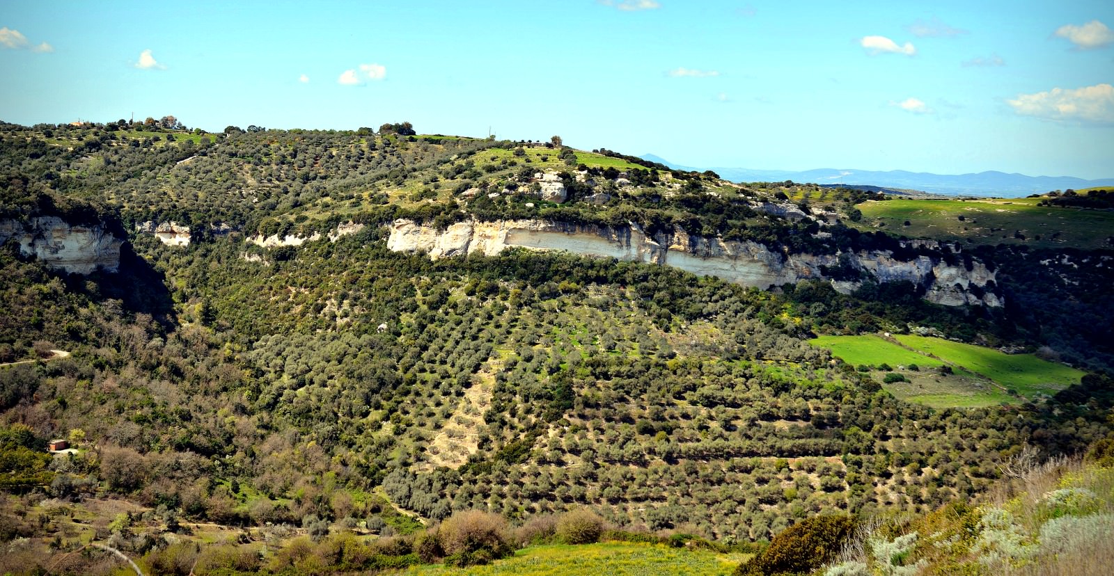 Chanel Taps Bosana Olives from Sardinia for New 'Youth Serum' chanel-taps-bosana-olives-from-sardinia-for-new-youth-serum