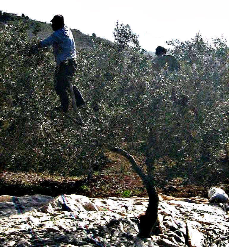 Lebanese Olive Oil: Exploring Intricacies of a Sector With Potential lebanese-olive-oil-exploring-intricacies-of-a-sector-with-potential