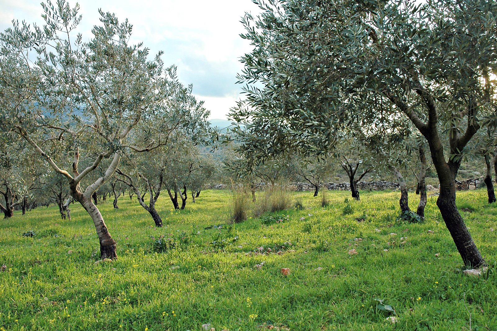 Lebanese Olive Oil: Exploring Intricacies of a Sector With Potential lebanese-olive-oil-exploring-intricacies-of-a-sector-with-potential