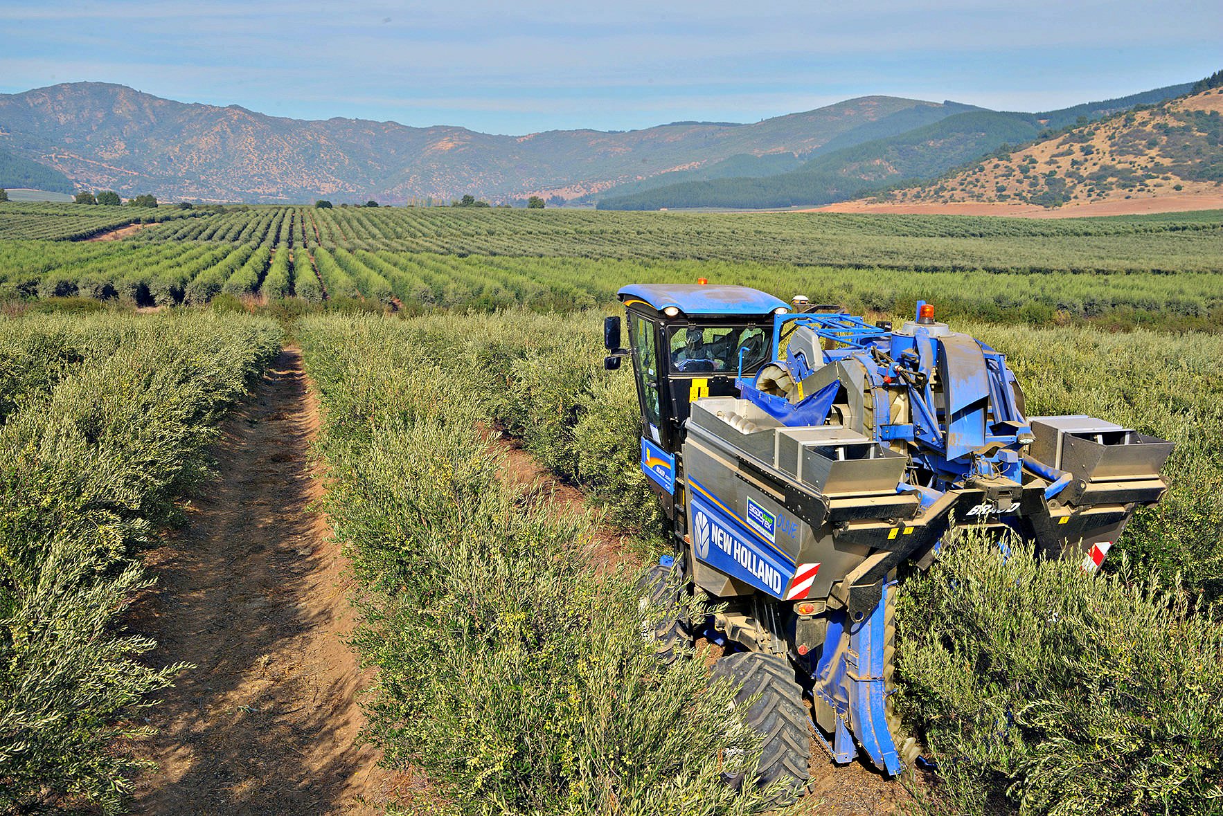 Building Chilean Identity Through EVOO building-chilean-identity-through-evoo