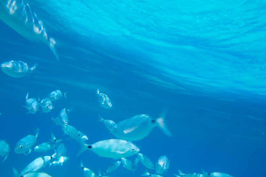 Farmed Fish Benefit From Olive Oil in Their Diets farmed-fish-benefit-from-olive-oil-in-their-diets