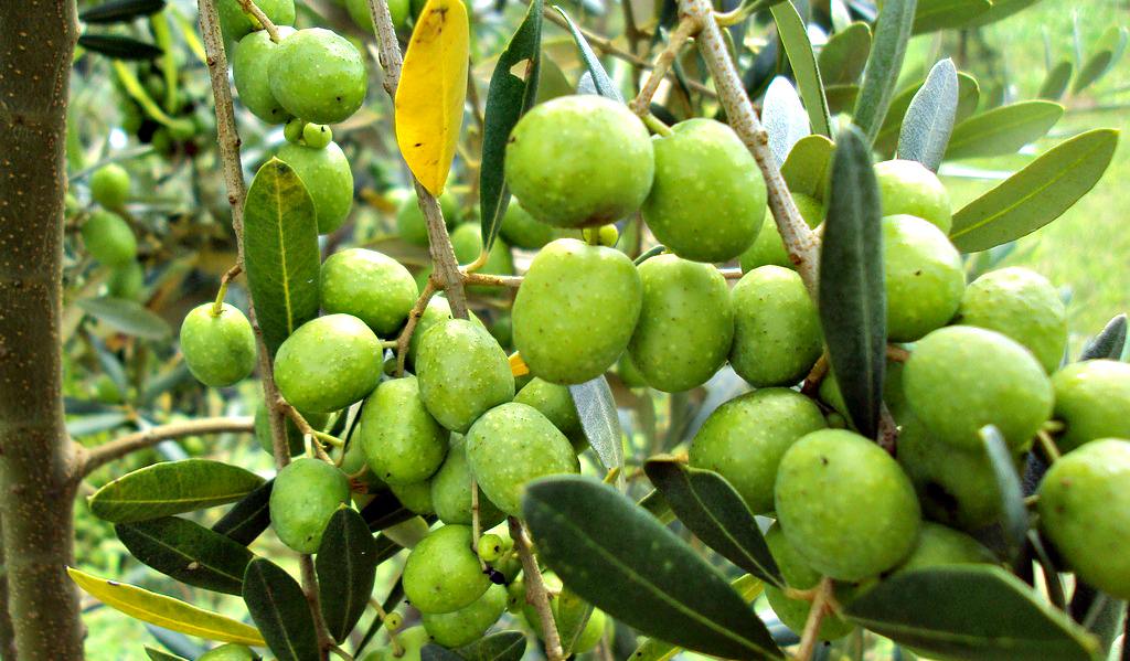 Brazil Looks for Its Own Olive brazil-looks-for-its-own-olive