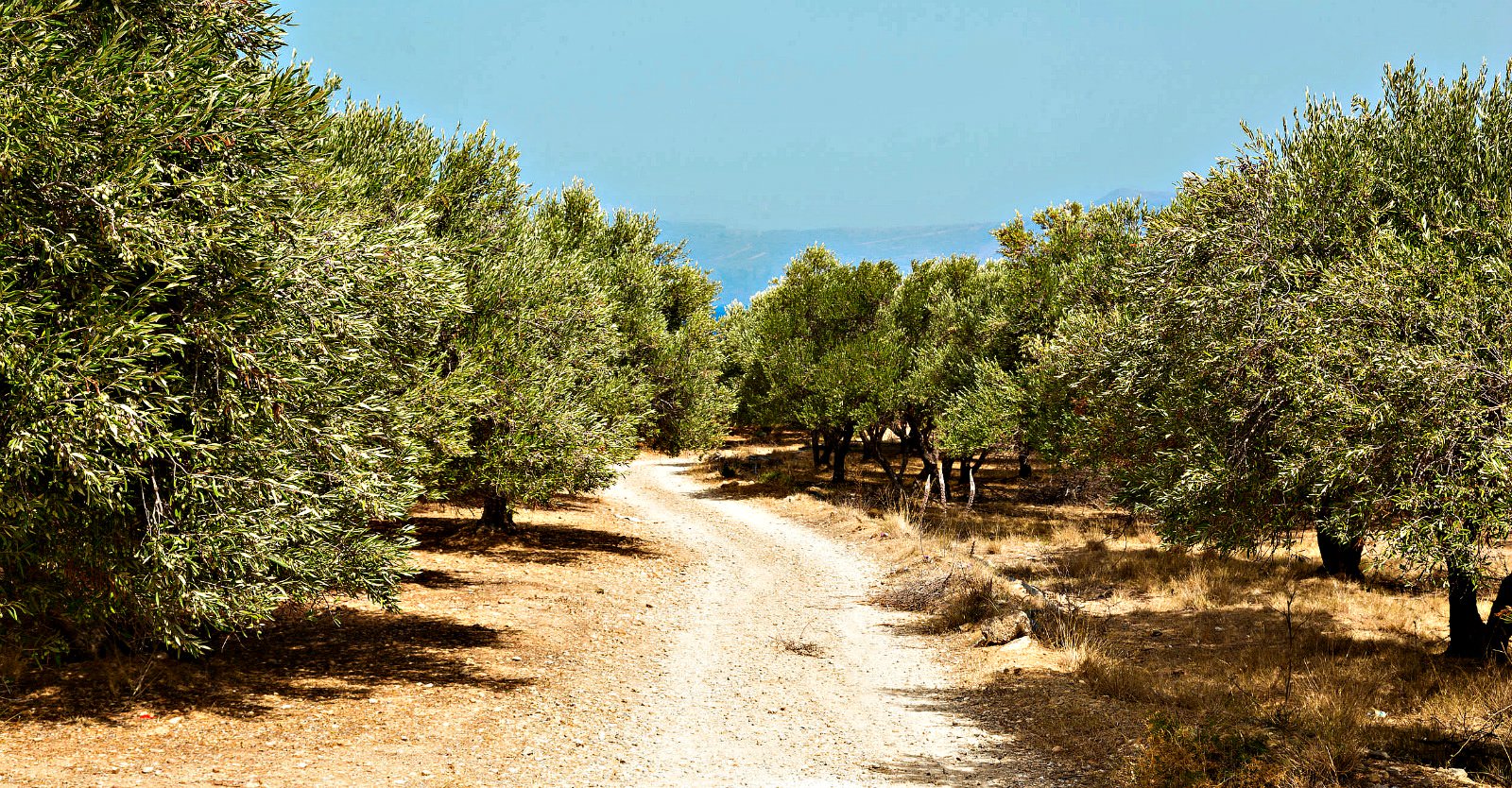 Route To Sustainable Tourism In Greece Lined With Olive Oil route-to-sustainable-tourism-in-greece-lined-with-olive-oil