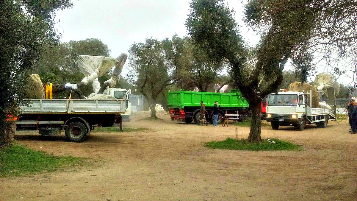 Removal of Olive Trees for Pipeline to Resume removal-of-olive-trees-for-pipeline-to-resume