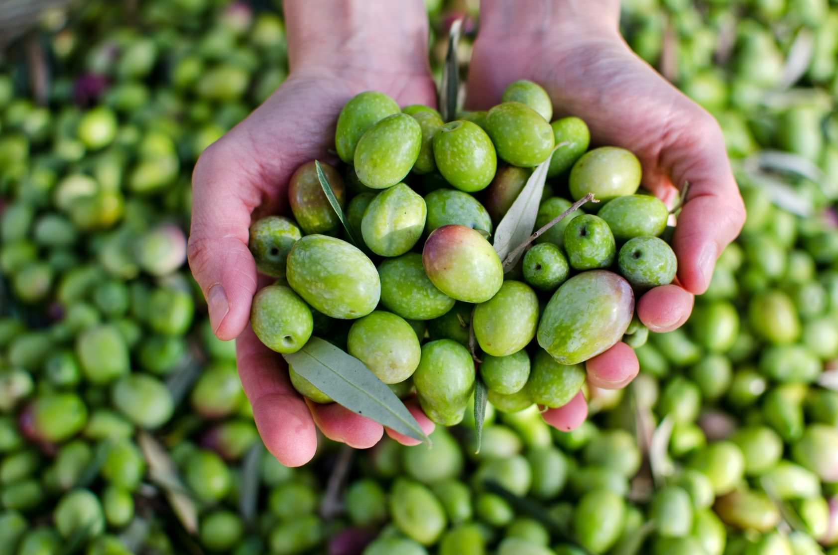 Switching From Coconut Oil to Olive Oil Can Be Good for Your Heart switching-from-coconut-oil-to-olive-oil-can-be-good-for-your-heart