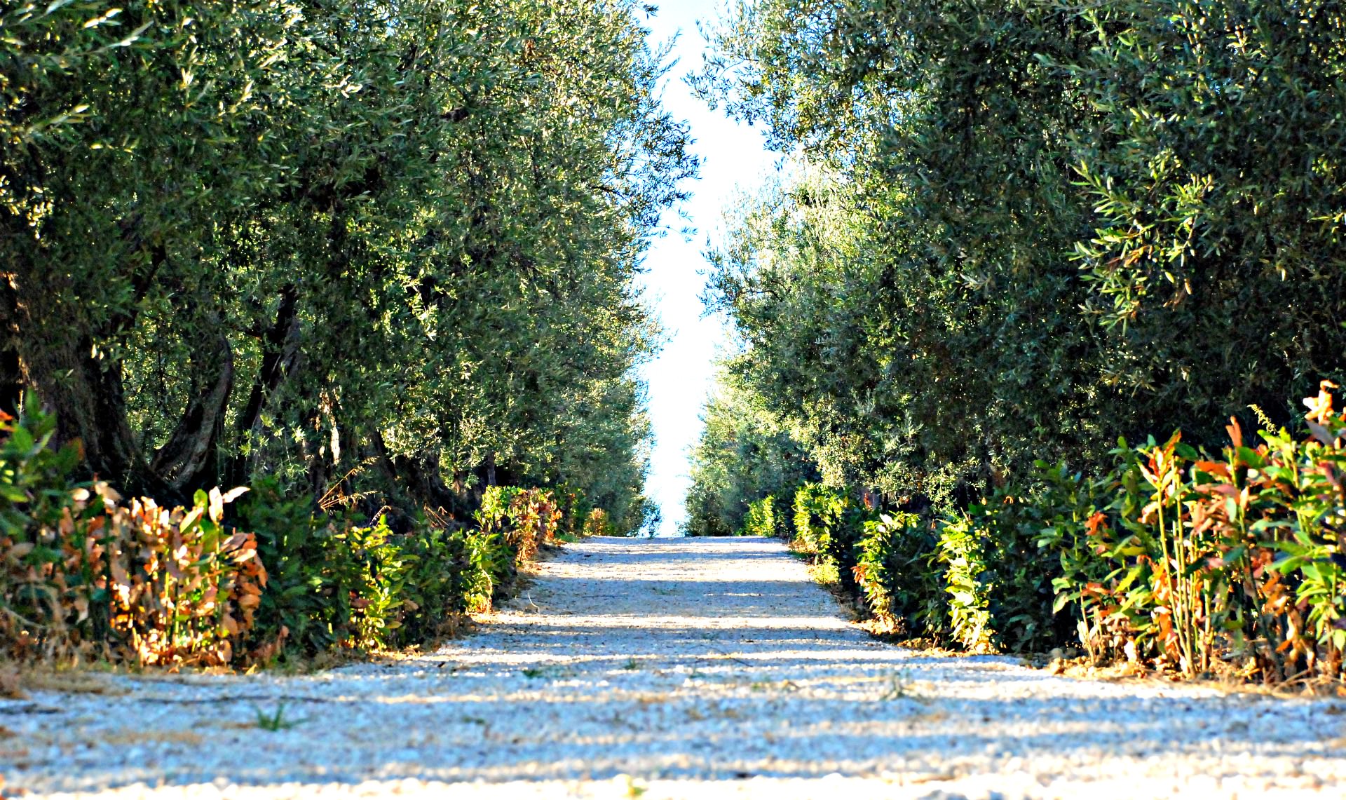 A Gold Standard Farm in Umbria Promotes Research on Sustainability and Health a-gold-standard-farm-in-umbria-promotes-research-on-sustainability-and-health