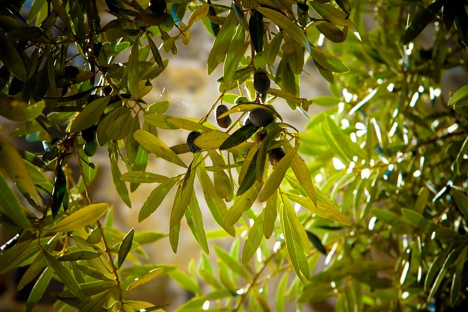Gourmet Olive Oil Under the Baja Sun gourmet-olive-oil-under-the-baja-sun