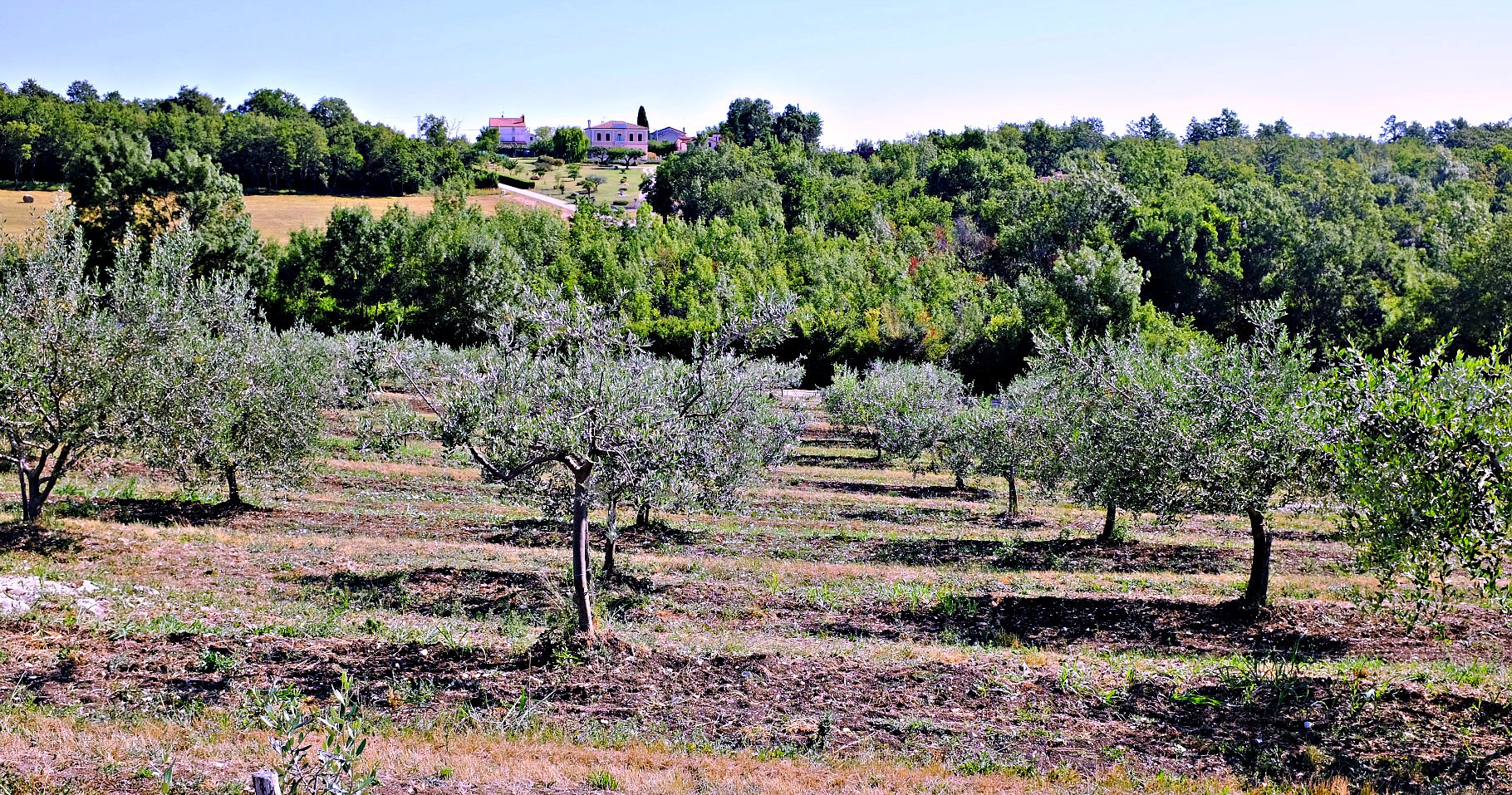 Oliva Lucia: A Tale of Love, Loss and Leccino in Istria oliva-lucia-a-tale-of-love-loss-and-leccino-in-istria