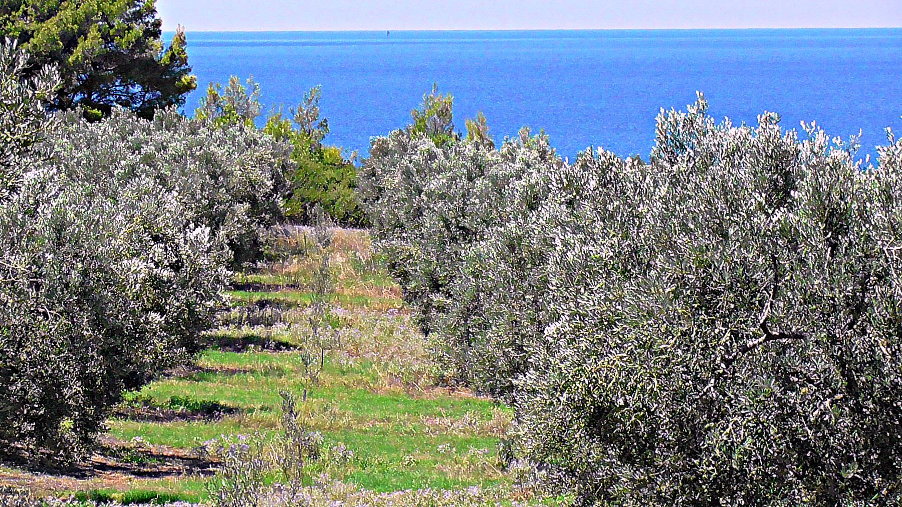 The Unstoppable Journey of Yanni's Olive Grove the-unstoppable-journey-of-yannis-olive-grove