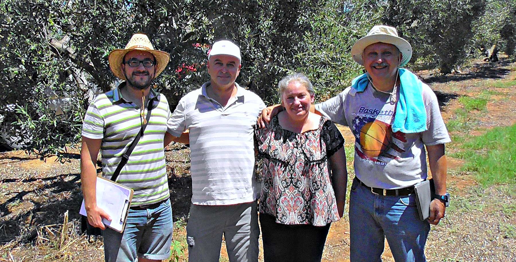 The Unstoppable Journey of Yanni's Olive Grove the-unstoppable-journey-of-yannis-olive-grove