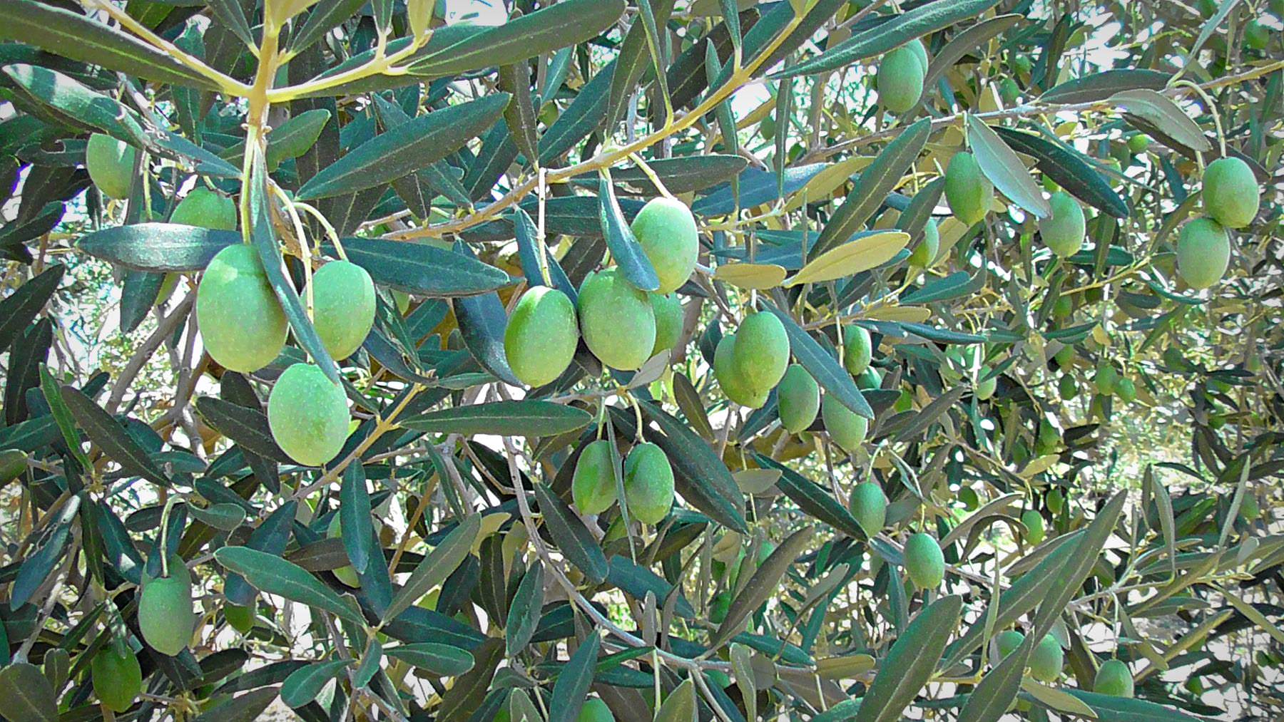 The Unstoppable Journey of Yanni's Olive Grove the-unstoppable-journey-of-yannis-olive-grove